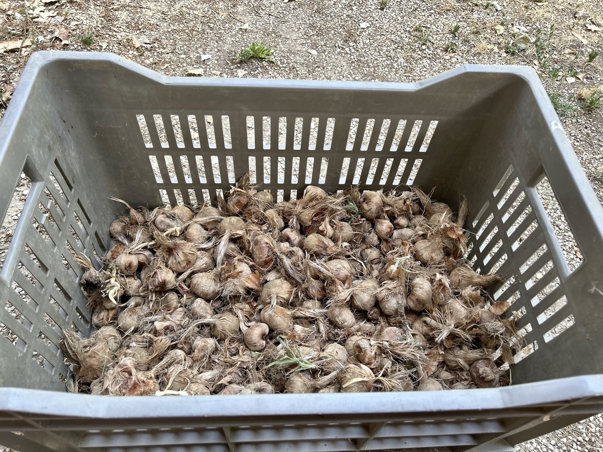 Bulbes crocus safran biologique cultivé en France