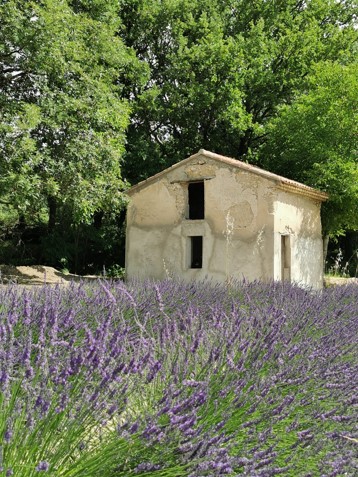 Voici nos champs de lavandes biologiques en Provence.