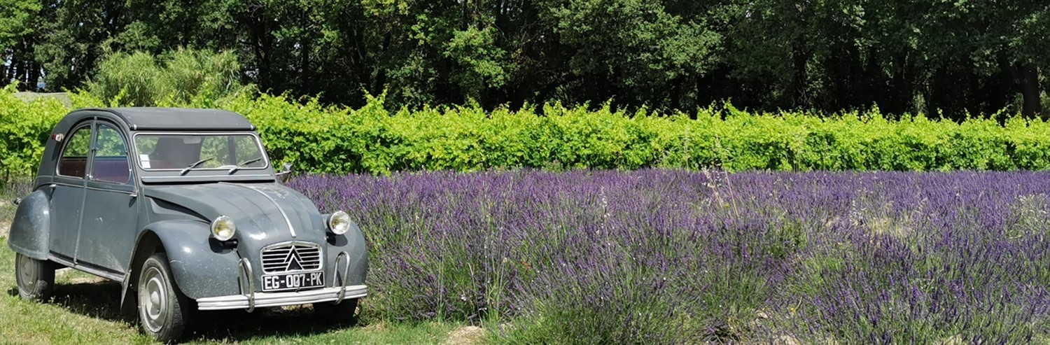 Un peu de nature en Provence... Les champs de lavande côtoient la vigne pour un paysage haut en couleurs.